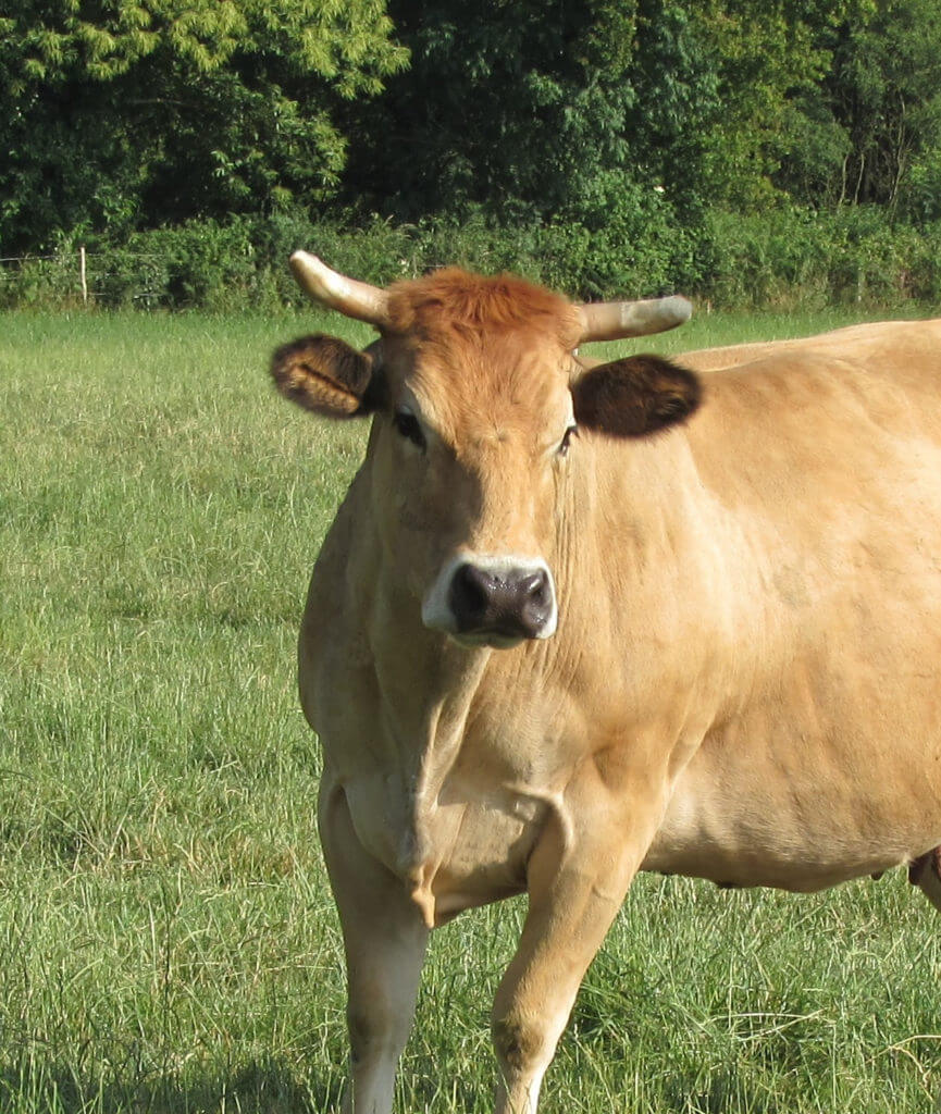 belle vache élevage bovin ferme des couts Herault
