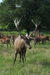 élevage de cerf vendée