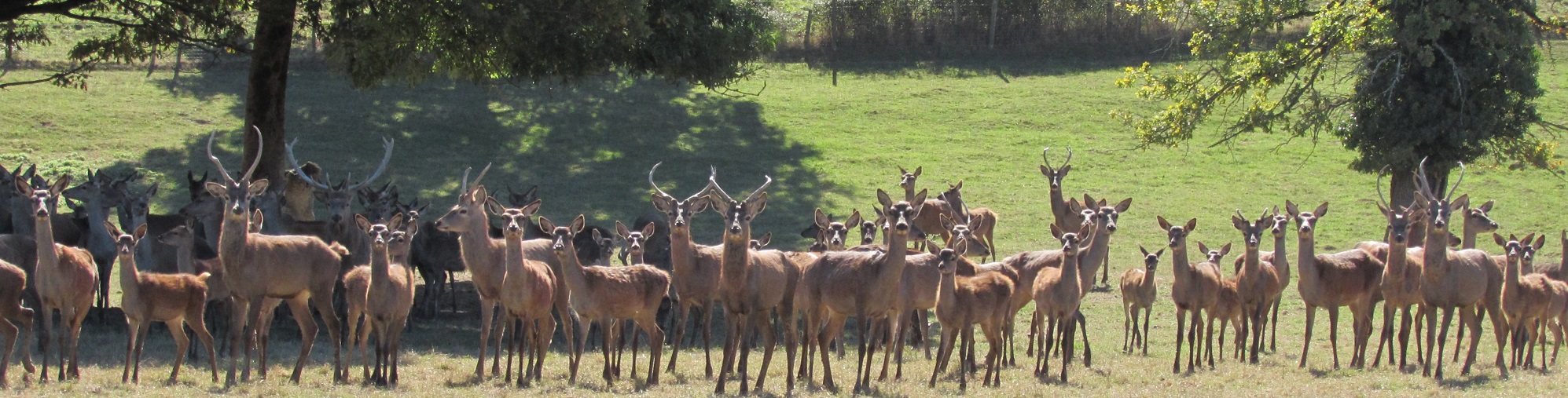 troupeau de cerfs et biches sur notre exploitation - production locale