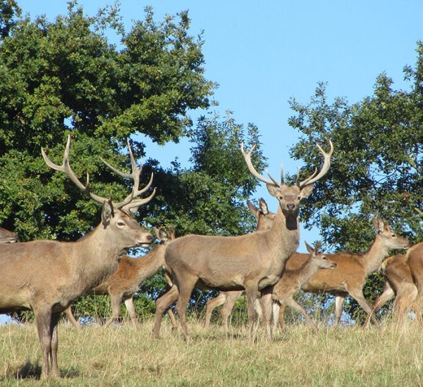 elevage cerfs a la ferme visiter