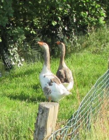 animaux de la ferme oies